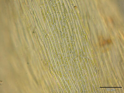 brachythecium oedipodium lamina