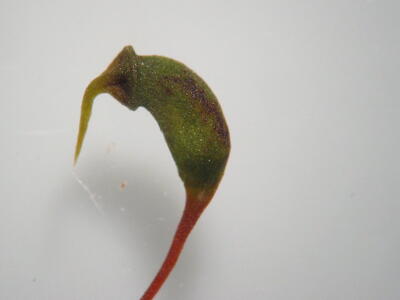 brachythecium rivulare kapsel