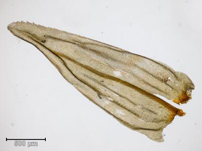 climacium dendroides astblatt 2