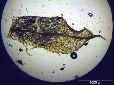 entosthodon fascicularis blatt