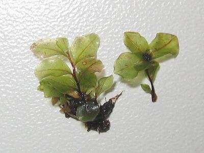 rhizomnium magnifolium habitus