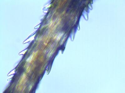 polytrichum piliferum glashaar