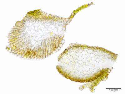 porella platyphylla stamm quer