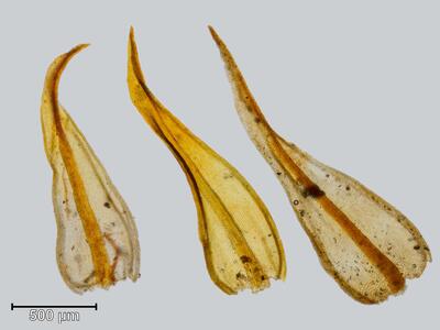 didymodon ferrugineus blatt