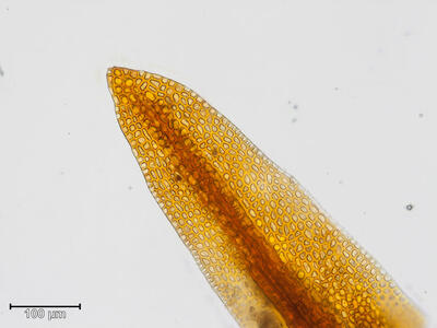 gymnostomum aeruginosum blattspitze