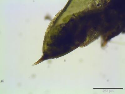 pterygoneurum ovatum blattspitze