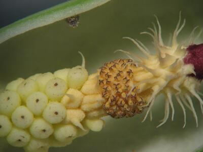 arum maculatum detail