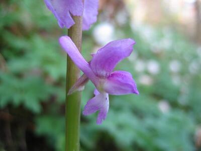 orchis mascula detail