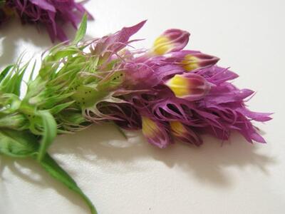 melampyrum nemorosum detail