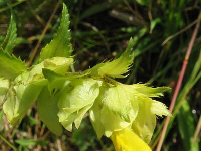 rhinanthus serotinus