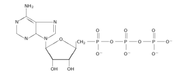 chem atp