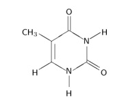 chem thymin