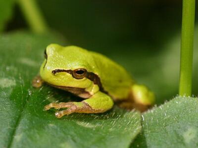 hyla arborea