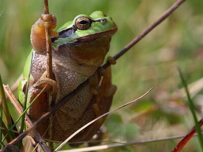 hyla arborea detail