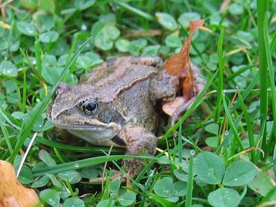 rana temporaria maennchen