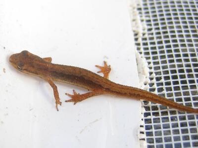 triturus vulgaris