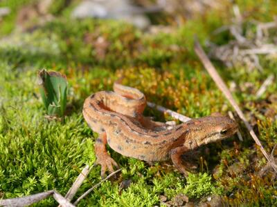 triturus vulgaris maennchen