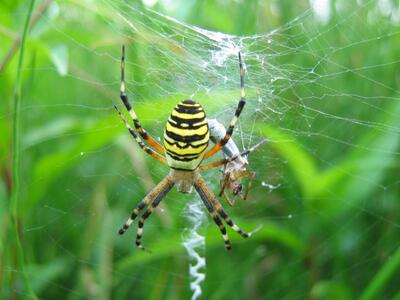 argiope bruennichi