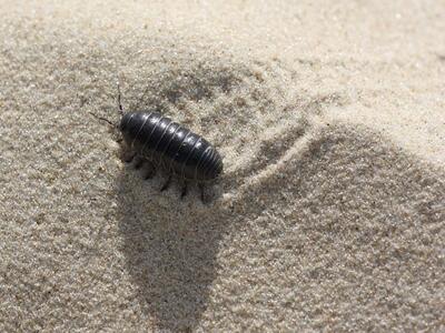 armadillidium vulgare