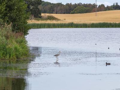 ardea cinerea