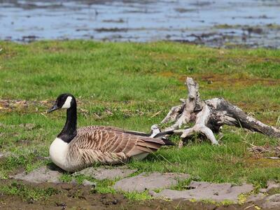 branta canadensis