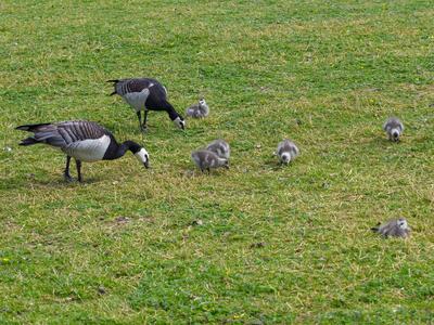 branta leucopsis