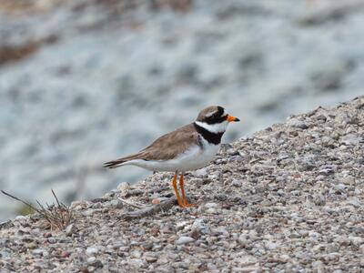 charadrius hiaticula