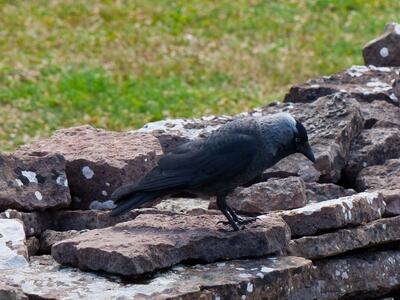 corvus monedula