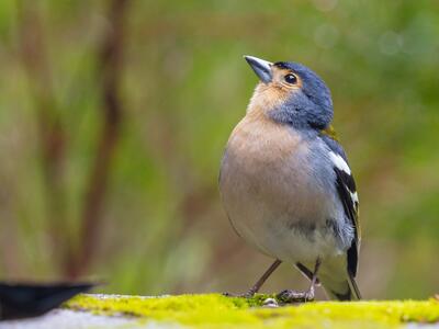 fringilla coelebs maderensis mann