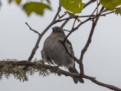 fringilla coelebs maderensis weib