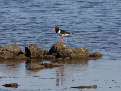 haematopus ostralegus