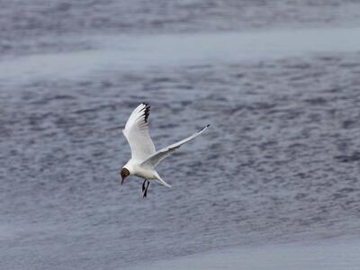 larus ridibundus