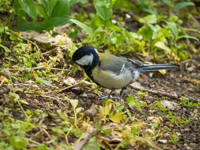 parus major mann