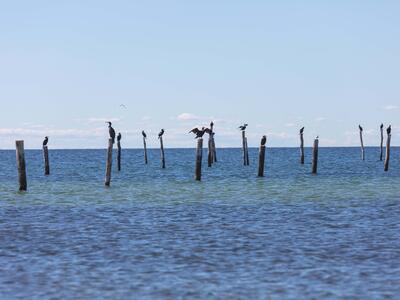 phalacrocorax carbo