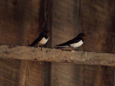 tachycineta bicolor