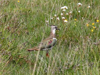 vanellus vanellus