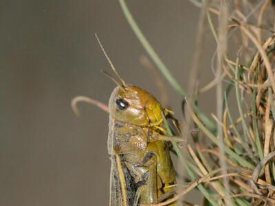 arcyptera fusca