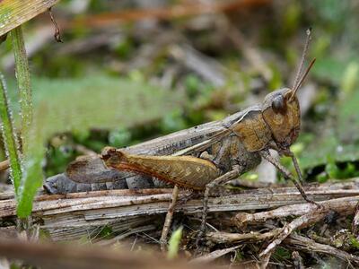 chorthippus biguttulus