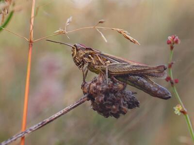 chorthippus biguttulus weib