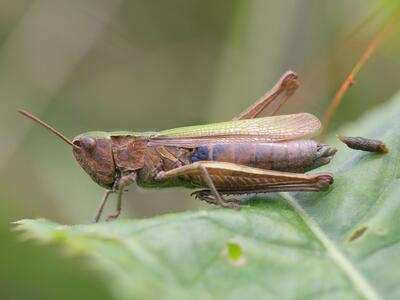 chorthippus dorsatus weibchen