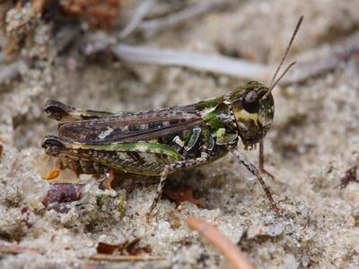 myrmeleotettix maculatus