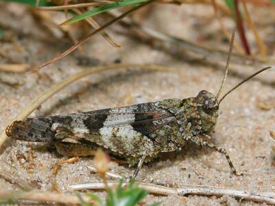 oedipoda caerulescens