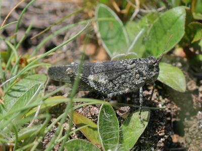 psophus stridulus