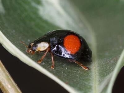 adalia bipunctata mann