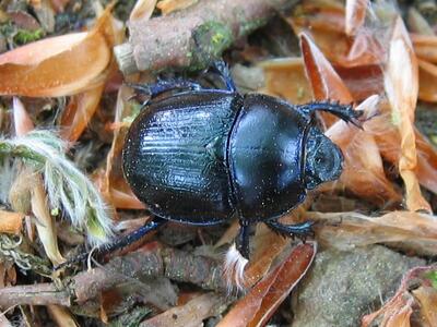 anoplotrupes stercorarius