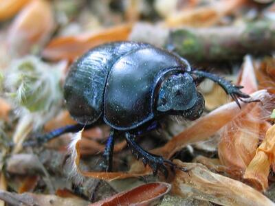 anoplotrupes stercorarius vorne