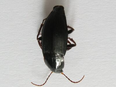 calathus fuscipes oberseite