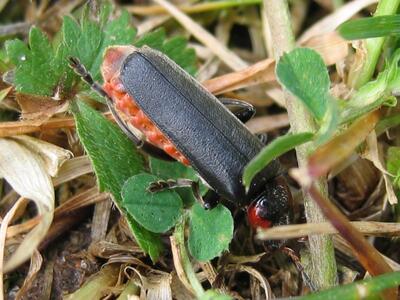 cantharis fusca