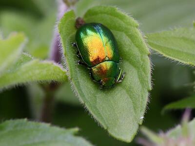 chrysolina graminis