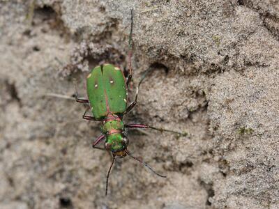 cicindela campestris